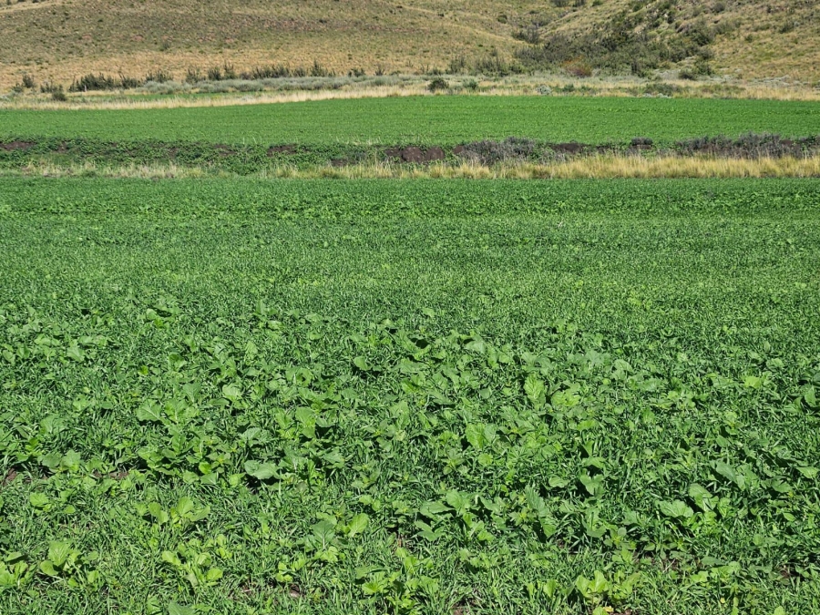 4 Bedroom Property for Sale in Lady Grey Eastern Cape